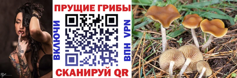 Купить где  Нерехта  Галлюциногенные грибы GOLDEN TEACHER 